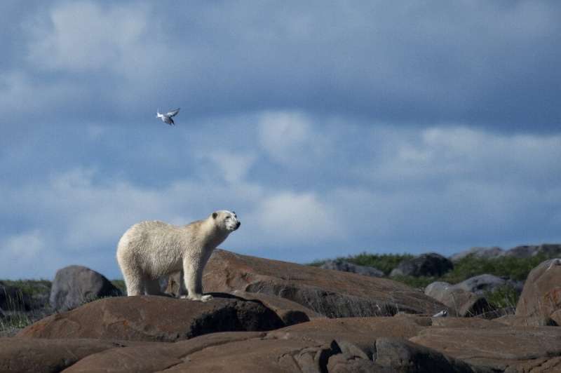 A polar bear, an animal facing increasing threats due to climate change, is seen near Churchill, Canada in August 4 2022