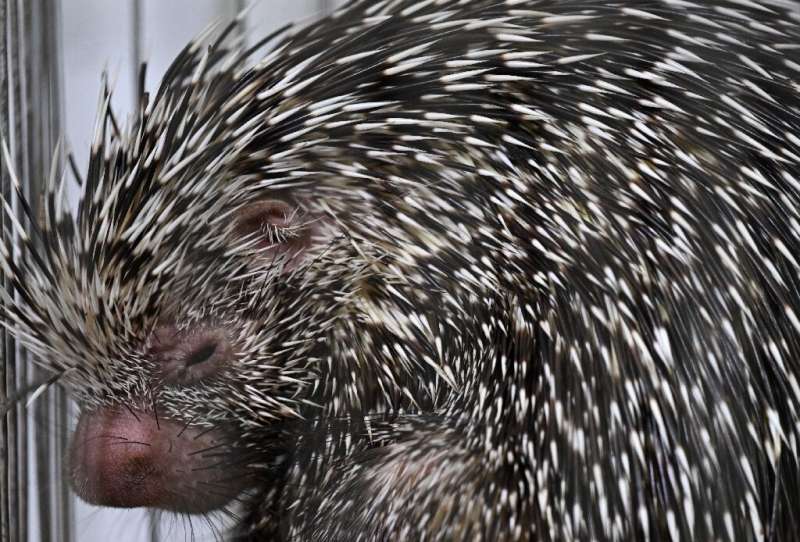 A porcupine is one of the Nupana reserve's many animal residents