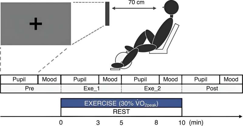 A possible contribution of the locus coeruleus to arousal enhancement upon mild exercise