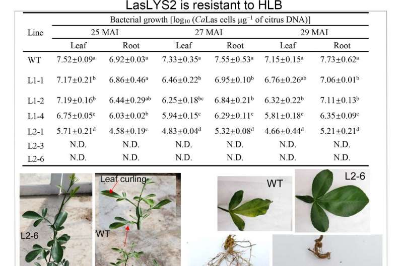 A promising bacterial suicide gene against citrus Huanglongbing and canker