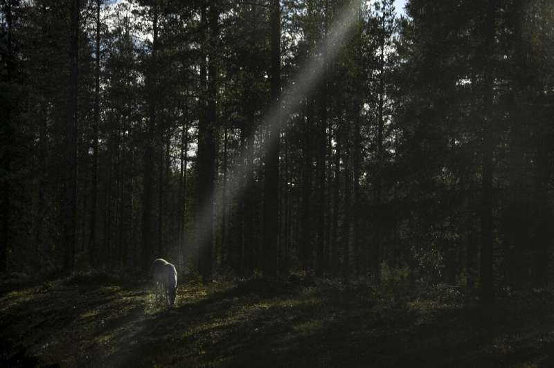 A reindeer walks in the boreal forest, above The Arctic Circle, in Finnish Lapland