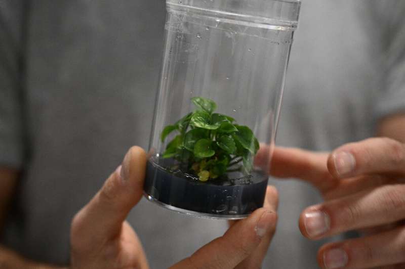 A representative of French startup Neoplants displays a biotech-built Pothos plant at the Consumer Electronics Show (CES) in Las Vegas.