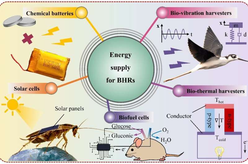 A review of energy supply for biomachine hybrid robots