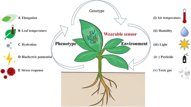 A review of wearable sensors for advanced plant phenotyping