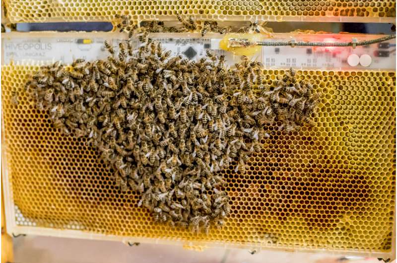 A robotic beehive to prevent honeybees from dying due to "chill coma"