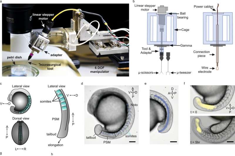 A robotic microsurgeon reveals how embryos grow