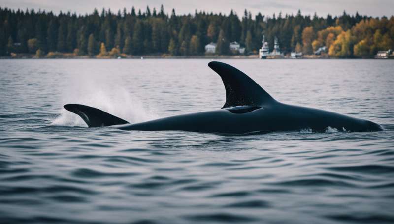 A Russian 'spy' whale? Killer whales biting boats? Here's how to understand these close encounters