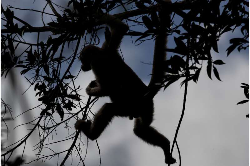 A scientist's 4-decade quest to save the biggest monkey in the Americas