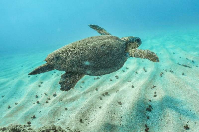A sea turtle swims off the coast of Lebanon's northern city of Batroun