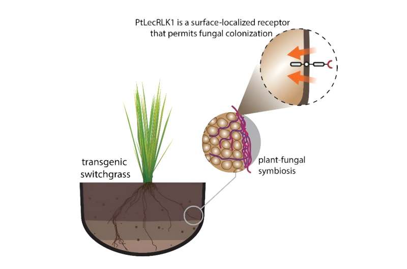 A single gene and a unique layer of regulation opens the door for novel plant-fungi interactions