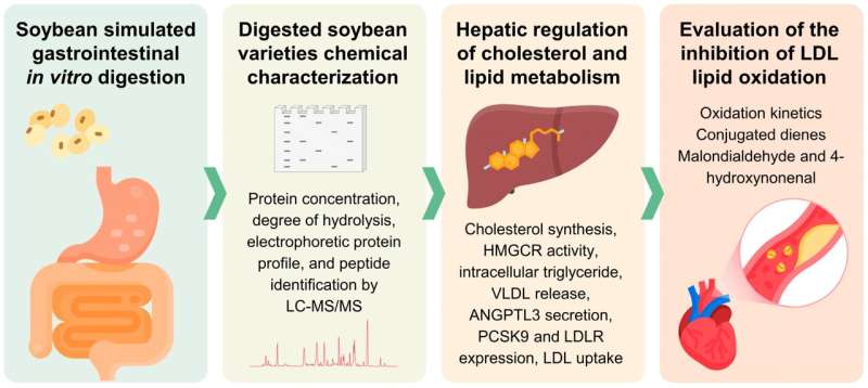 A soybean protein blocks LDL cholesterol production, reducing risks of metabolic diseases