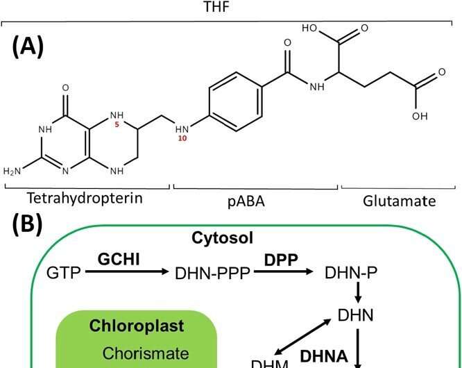 A study reveals reduced γ-glutamyl hydrolase activity as a key to higher folate levels in tomato