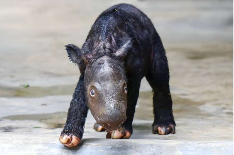 A Sumatran rhino was born in western Indonesia over the weekend, a rare sanctuary birth for the critically endangered animal
