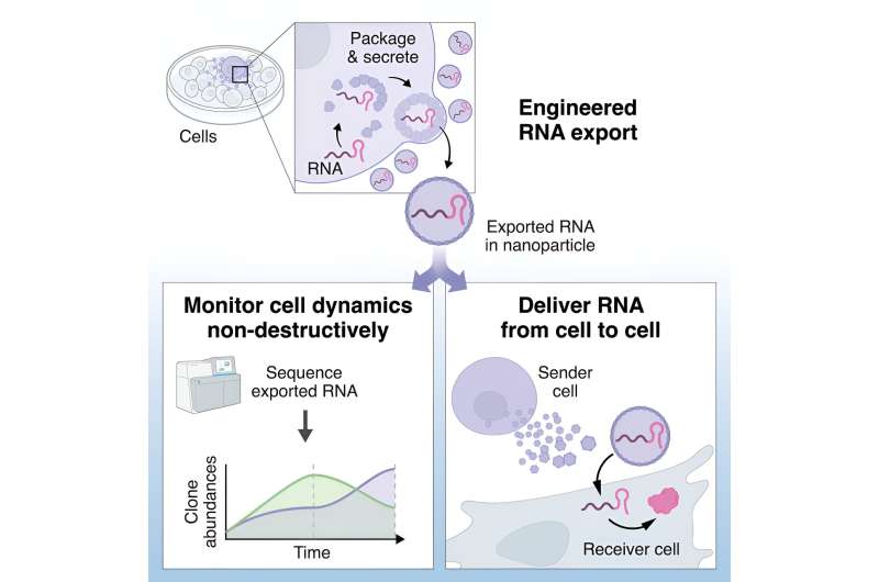 A synthetic RNA export system reveals the dynamic lives of cells and suggests direction for new therapeutics