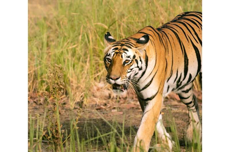 A tiger in a reserve in Madhya Pradesh in northern India