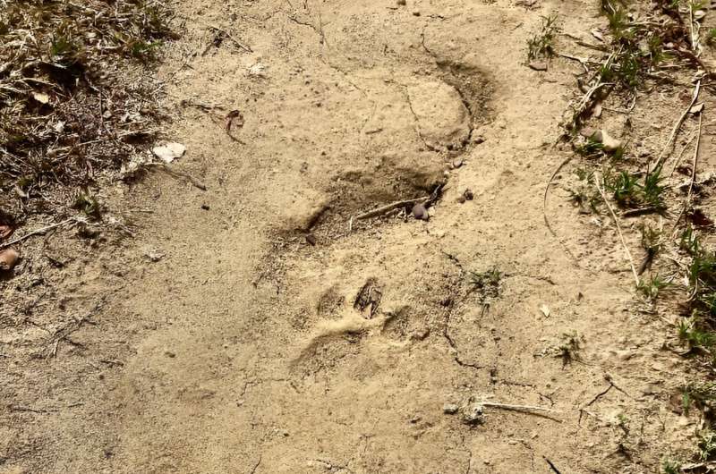 A tiger track (known as a pugmark) in dried mud in India's Madhya Pradesh state