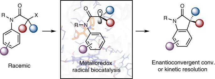 A 'toolbox of biocatalysts' improves the control of free radicals