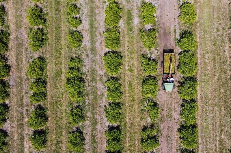 Трактор с цитрусовыми проезжает через ферму в Аркадии, Флорида, 14 марта 2023 года.