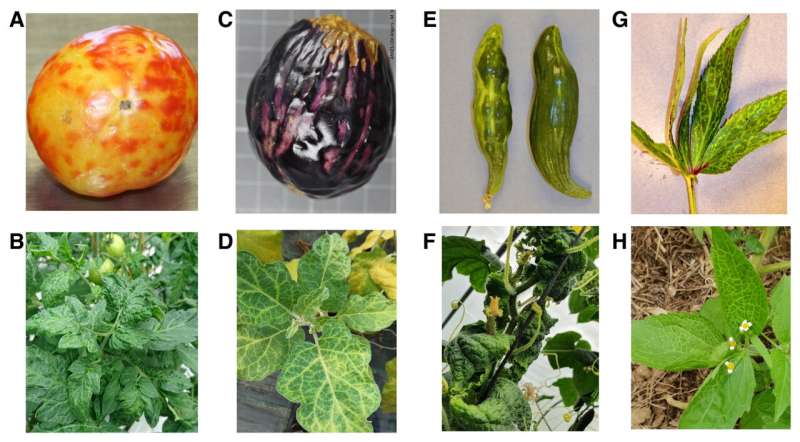 A transnational collaboration leads to the characterization of an emergent plant virus