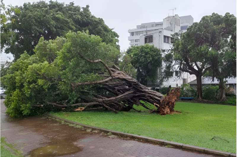 A tree on its side after being uprooted by high winds in the city of Naha, Okinawa prefecture