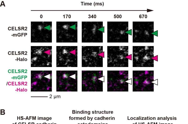 A twisted cell-cell adhesion molecule complex structure revealed by single-molecule fluorescence microscopy and high-speed atomi