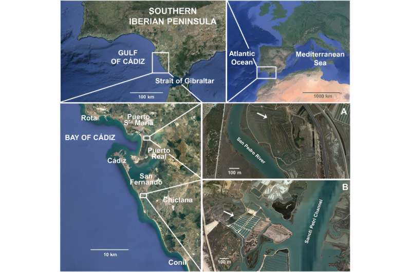 A US-led study shows that the estuaries in the Bay of Cádiz are a treasure trove for ecological fish farming