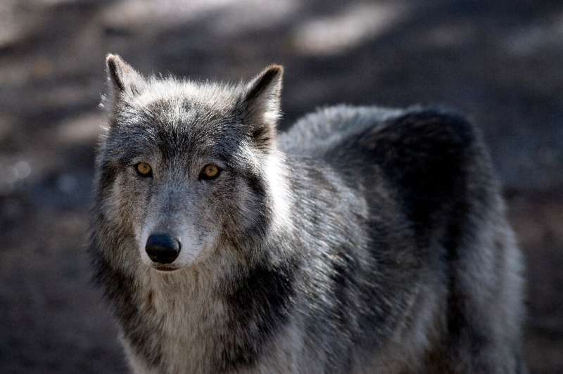 A wolf inside its enclosure at the Colorado Wolf and Wildlife Center (CWWC) in Divide, Colorado; like dogs, wolves recognize and