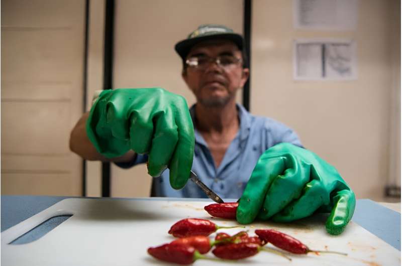 A worker removes seeds from chilies to store at a seed bank in Cartago, Costa Rica