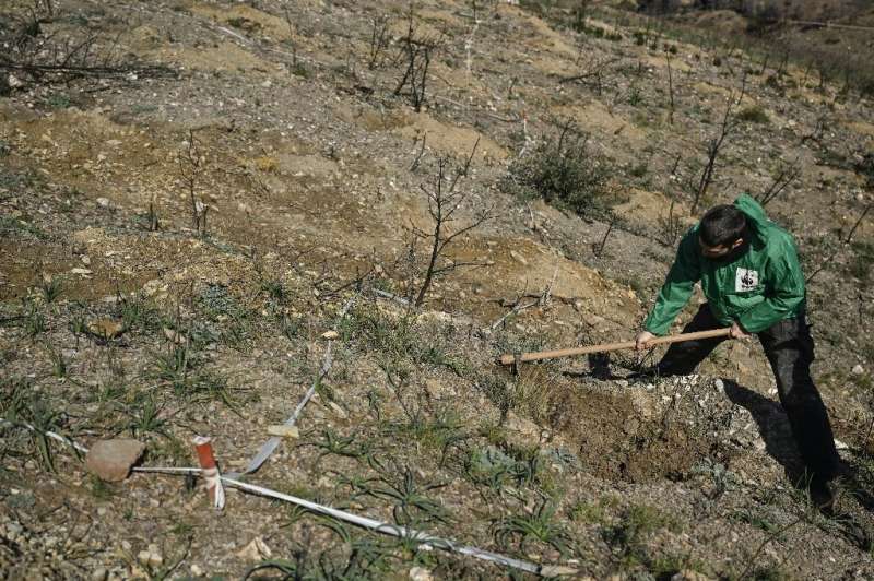 A WWF volunteer replants trees on a burned hillside near Athens
