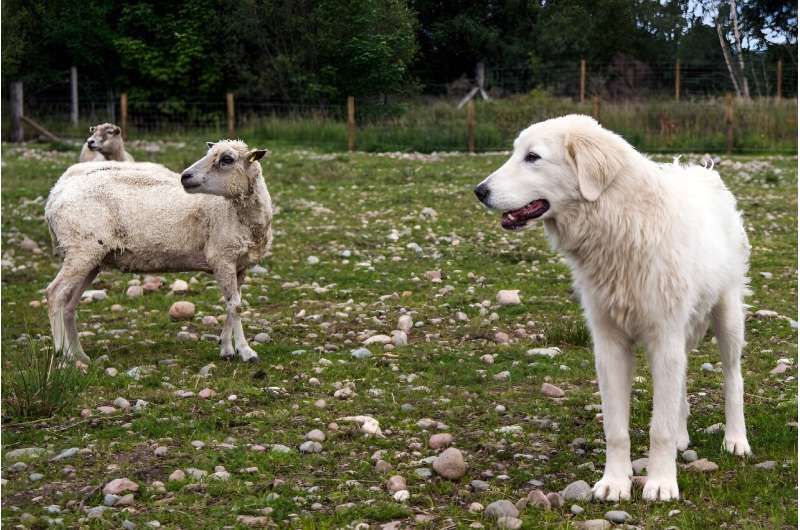 A young Maremma sheep dog stands by a sheep as it is trained to protect livestock from the threat of Sea Eagles