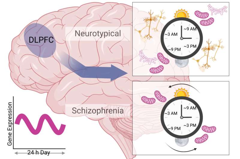 Abnormal 12-hour cyclic gene activity found in schizophrenic brains
