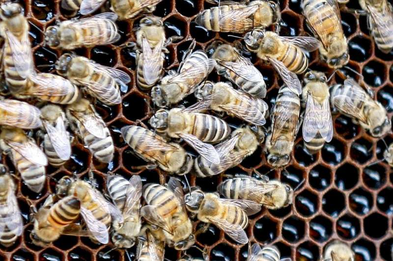 About 70 percent of honey consumed in Jordan is produced locally, says head of the Jordan Beekeeping Association