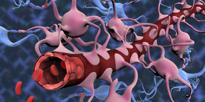 Achieving a better understanding of how the blood-brain barrier works