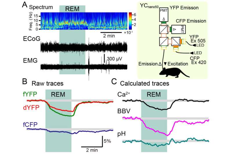 Acid glia in REM sleep: Stronger acid response in epileptic mice