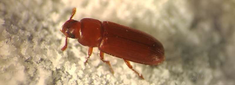 Adapting to climate change: Mutation enables flour beetles to speed up their development