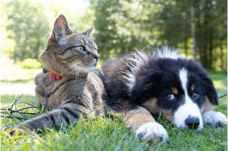 Adoption of vegan dog and cat diets could have environmental benefits