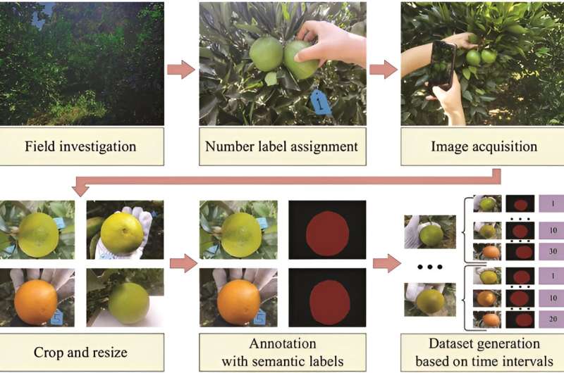 Advanced AI techniques for predicting and visualizing citrus fruit maturity