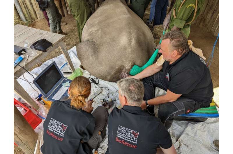 Advanced assisted reproduction in white rhinos is safe and reliable: evaluation of 65 OPU-IVF procedures