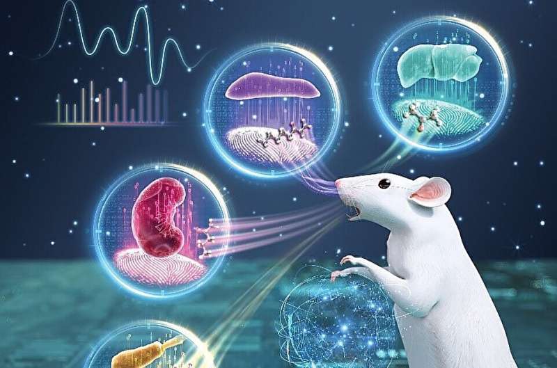 Advanced GC-MS detection enables metabolomics analysis in model animals