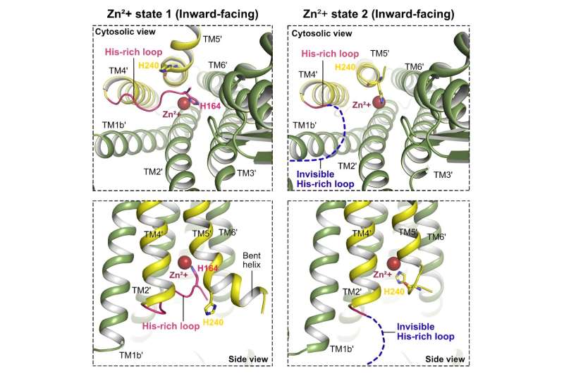 Advanced technology reveals intricate details of zinc transportation in cells