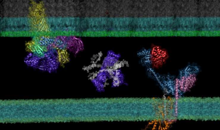 AF2Complex 'computational microscope' predicts protein interactions, potential paths to new antibiotics