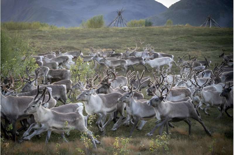 AFP followed the reindeer on their way back from the summer pasture in Seglvik to the Kautokeino lands near the Finnish border