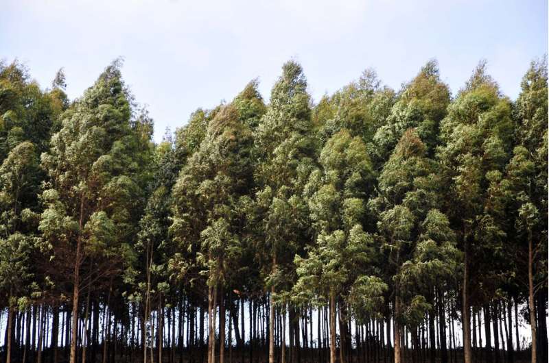 Africa Climate Week advanced tree restoration pledges but a big seed shortage remains