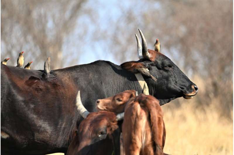 african cows