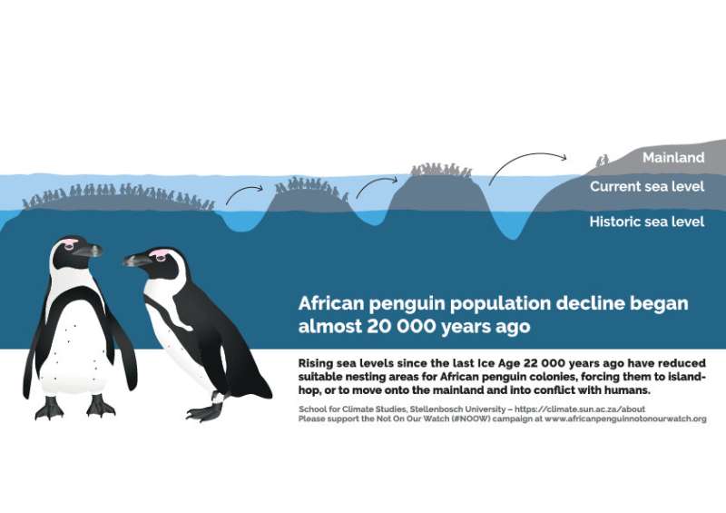 African penguins: climate refugees from a distant past?