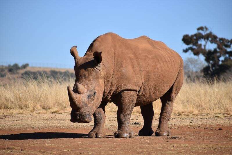 African rhinos share retroviruses not found in Asian rhinos or other related species