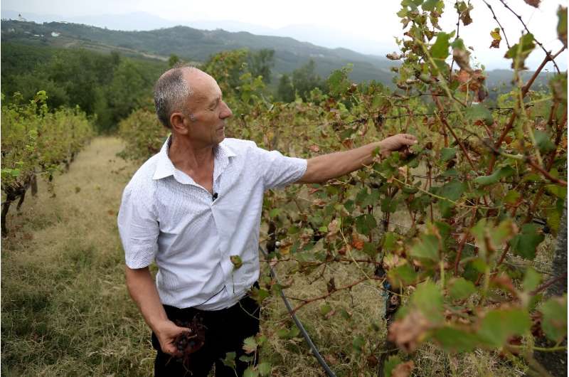 After decades of growing vines, Albanian winemakers are having to adapt to a warmer world and all that comes with it