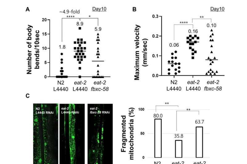 Aging | The innate immune signaling component FBXC-58 mediates dietary restriction effects on healthy aging in Caenorhabditis el