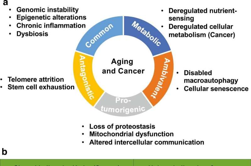 Aging and cancer hallmarks as therapeutic targets