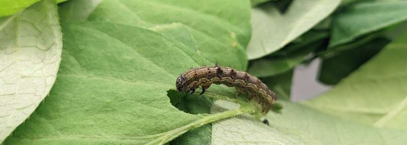 Agriculture needs fresh approach to tackle growing problem of insect resistance to biopesticides, new analysis suggests | About